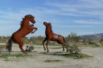 PICTURES/Borrega Springs Sculptures - Horses, Sheep & Camel/t_P1000473.JPG